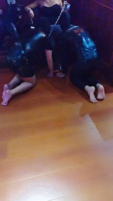 【药神】多只狗狗争抢舔脚 bf20480-HD绳艺资源网