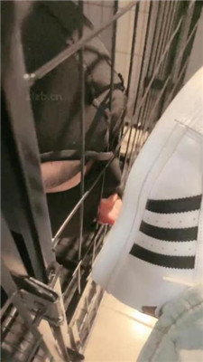 【小雅老师】狗笼圈养犬化绿帽前任【上】 艾彩调教库 第4张