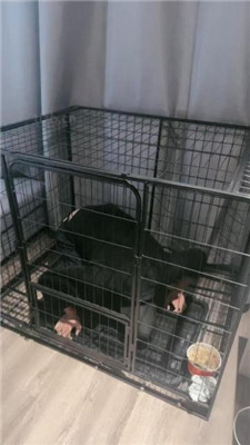 【小雅老师】狗笼圈养犬化绿帽前任【下】 艾彩调教库 第12张