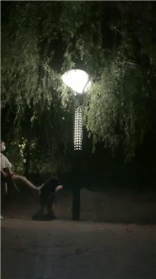 【语阳】户外遛狗驯化人形犬/电击 JS240722-4 艾彩调教库 第9张