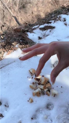 【苒溪】带狗爬山-喂食香肠/清理泥巴脏鞋底/舔雪吃/骑马 艾彩调教库 第13张