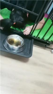【凌儿女神】母畜-狗笼囚禁/黑丝高跟虐/赏赐圣水 bf42813 艾彩调教库 第15张