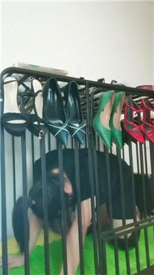 【凌儿女神】母畜-狗笼囚禁/黑丝高跟虐/赏赐圣水 bf42813 艾彩调教库 第2张