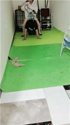 【未央宫】囚禁狗笼/丝袜塞嘴/骑马转胯 bf43335 艾彩调教库 第3张