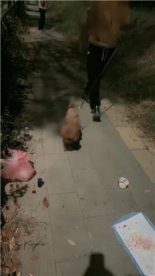 【桃子老师】户外-狗链遛狗犬化/长靴黑丝踩/脚下喂食 bf47023 网友原创 第17张