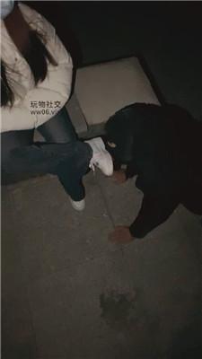 【小渔】双S-户外-强迫舔小白鞋/耳光/棉袜气味辱 JS250102-31 网友原创 第12张