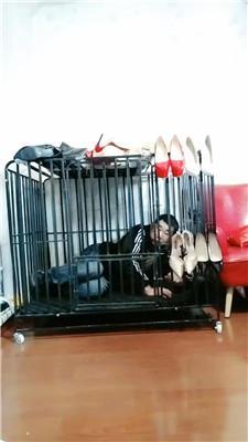 【冰炫】囚禁狗笼犬化【双视角版】 JS250315-36-HD绳艺资源网