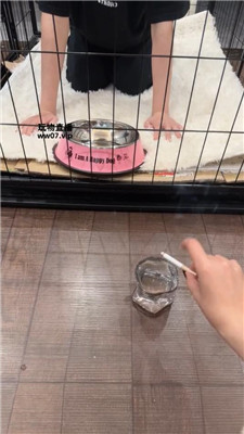 佳禾 圈养狗笼-狗盆喂食-赏赐洗澡水 JS250325-37-HD绳艺资源网