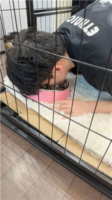 佳禾 圈养狗笼-狗盆喂食-赏赐洗澡水 JS250325-37 套路直播库 第3张